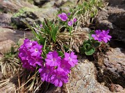 Festa di fiori e marmotte sui sentieri per i Monti Foppa (1895 m) e Avaro (2088 m)–28magg25- FOTOGALLERY